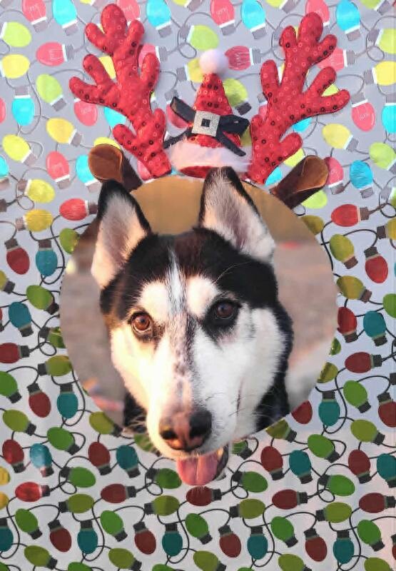 Picture of the Animal Listed